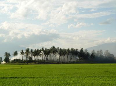 Rice Field6