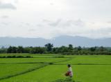 Rice Field4