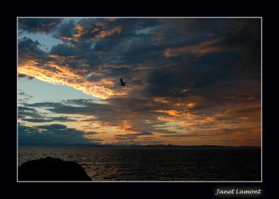 u32/aquaholic2/medium/31516265.DSC_0138E.jpg