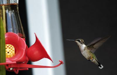 hummingbird-23
