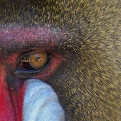 male mandrill 04 detail