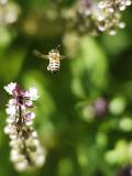 honey bee on sage