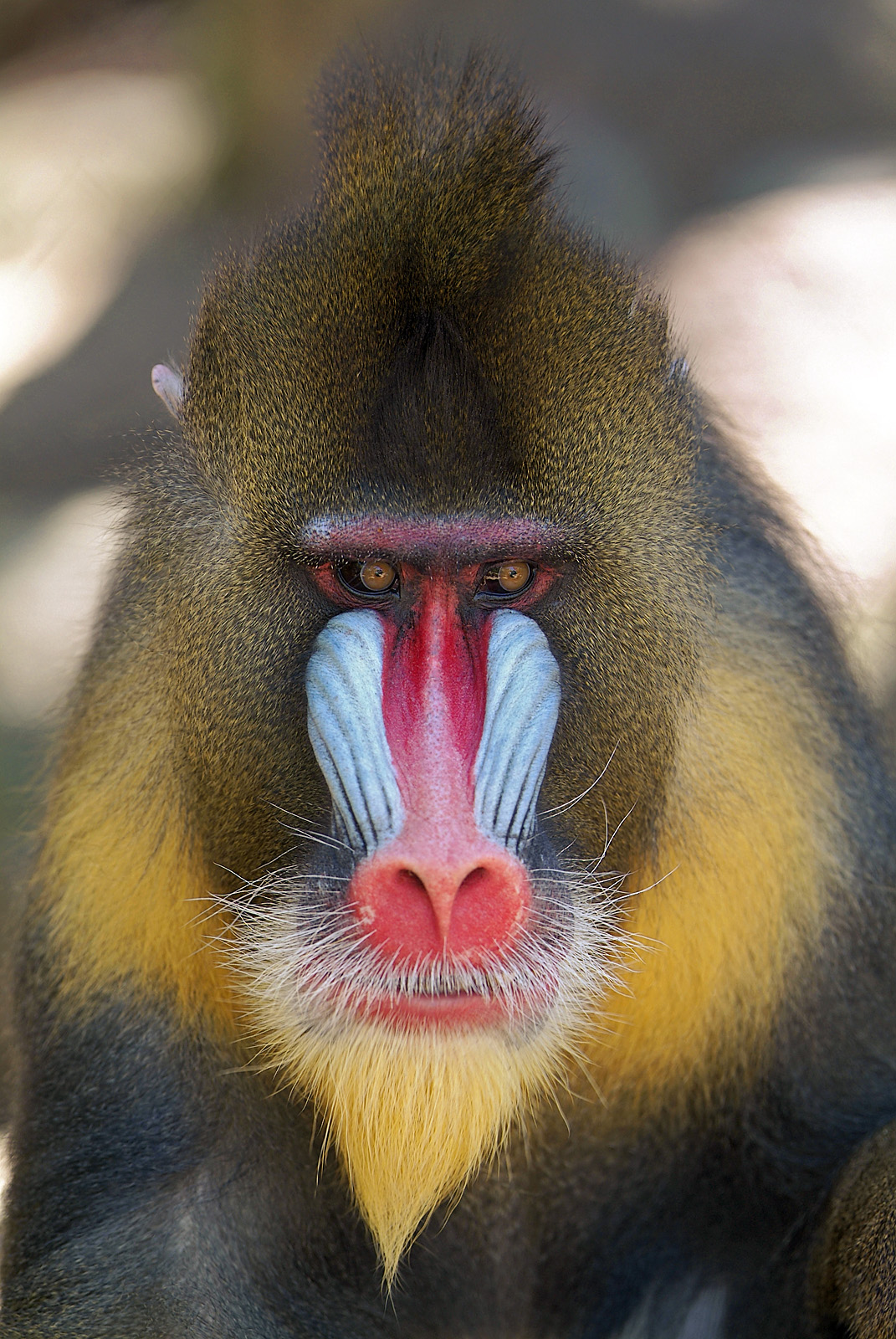 male mandrill 04