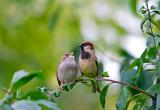 House Sparrow With Chick