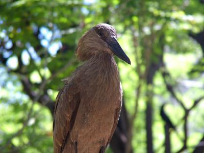 Hammerkop #2