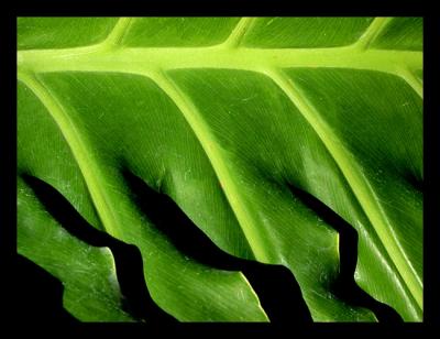 Leaf