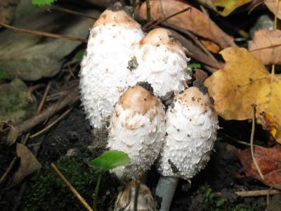 Shaggy Mane