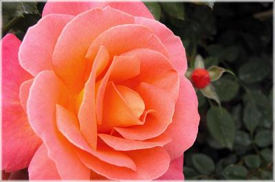DSCN8893.jpg