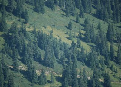 Trees