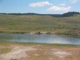 Just like the deer and the elk yesterday, the buffalo are completely unmoved by the many tourists staring at them.