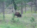 And then we see free roaming Bison again right next to the road.