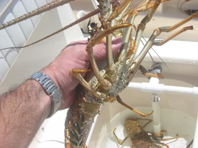 u32/backusa1/medium/20703744.lobsta_beaut.jpg