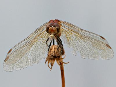 dragonfly 2.jpg