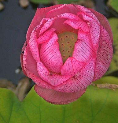 ripeninglillyDSCN0118.jpg