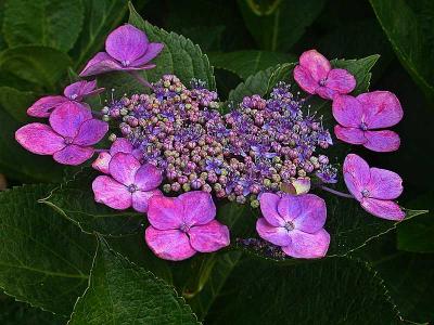 purplepurpleDSCN0065.jpg