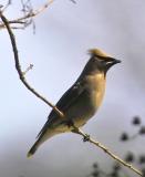 waxwing 1