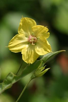 Fringed Loosestrife - Lysimachia ciliata