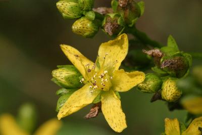 Common St. Johnswort - Hypericum perforatum