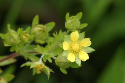 Rough Cinquefoil - Potentilla norvegica