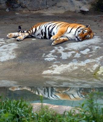 Tiger.jpg