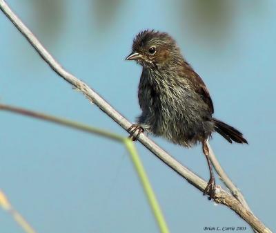 Song Sparrow 143_4379_filtered_filtered pbase 9-1-03.jpg