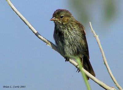 Song Sparrow 143_4380_filtered pbase 9-1-03.jpg
