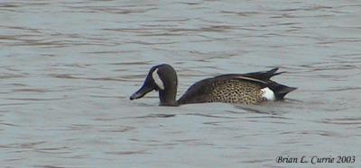 u32/bcurrie/medium/21120929.BluewingedTeal135_3589pbase9703.jpg