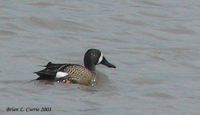 u32/bcurrie/medium/21120930.BluewingedTeal136_3618pbase9703.jpg