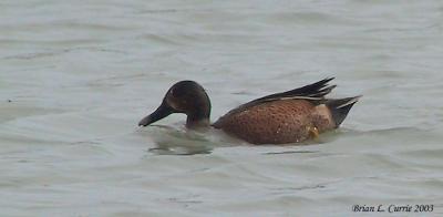Blue-winged X Cinnamon Teal Hybrid 136_3606 pbase 9-7-03.jpg