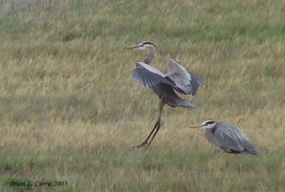 Great Blue Heron 137_3721 pbase 9-6-03.jpg
