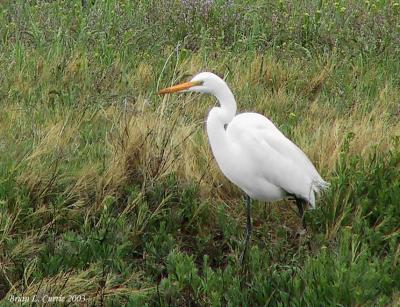 Great Egret 137_3708 pbase 9-6-03.jpg
