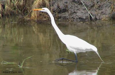 Great Egret 137_3717 pbase 9-6-03.jpg