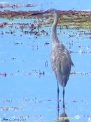 Reddish Egret digital 146_4666_filtered  pbase 9-6-03.jpg