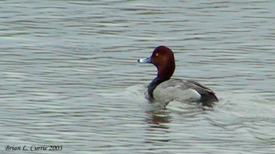 Redhead 136_3675.jpg