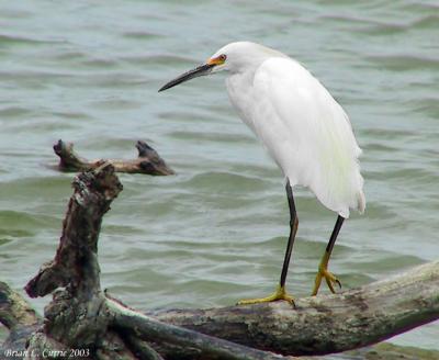 Snowy Egret 146_4609 pbase 9-7-03.jpg