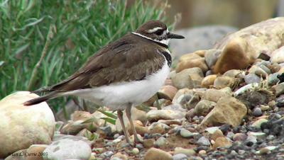 Killdeer 137_3723_filtered pbase 9-6-03.jpg