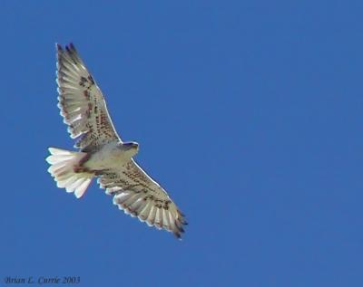 u32/bcurrie/medium/22317000.FerruginousHawkflying147_4758_filteredpbase101103.jpg