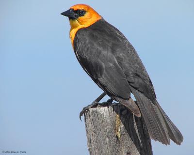 Yellow-headed Blackbird 162_6246 _filtered pbase 7-4-04.jpg
