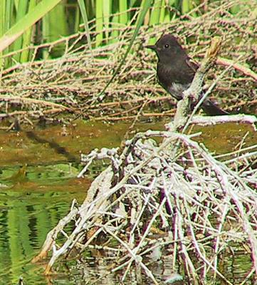 Black Phoebe (20D) 165_6530 pbase 7-18-04.jpg