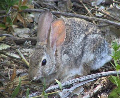 Desert Cottontail 165_6534 pbase 7-18-04.jpg