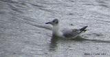 Bonapartes Gull (Winter Plumage) 136_3685 pbase 9-6-03.jpg