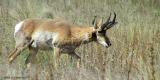 Pronghorn Antelope 139_3945 pbase 9-7-03.jpg