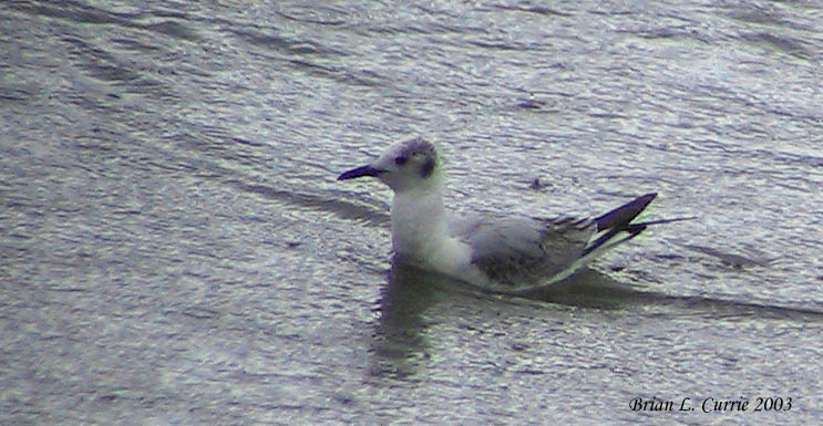 Bonapartes Gull (Winter Plumage) 136_3685 pbase 9-6-03.jpg