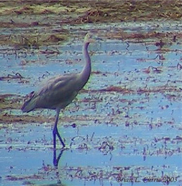 Reddish Egret 146_4663_filtered Qimage.jpg