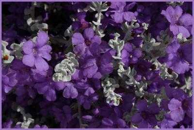 u32/bearpaw/medium/31507529.purple_flowers.jpg