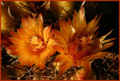 More Fishhook Barrel Cactus Flowers