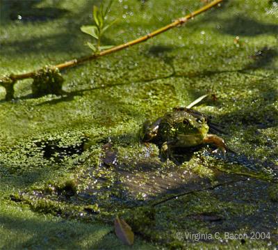 Discovering A Frog