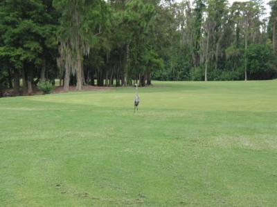 CobraGolfing 066.jpg