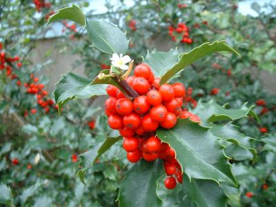 Holly berries