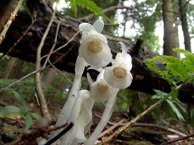 Indian Pipe from below
